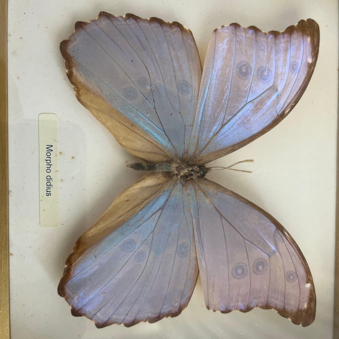 Morpho didius 標本