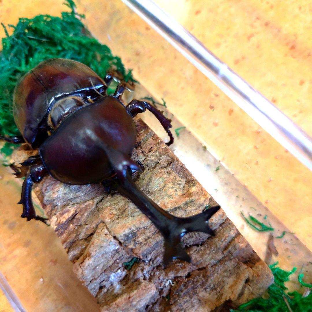 超特大野生宝物カブトムシ標本83mm級頭角幅18.4mm胸角幅5.7mmぐらい