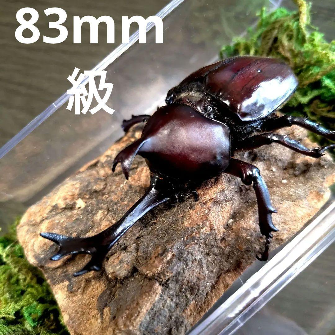 超特大野生宝物カブトムシ標本83mm級頭角幅18.4mm胸角幅5.7mmぐらい