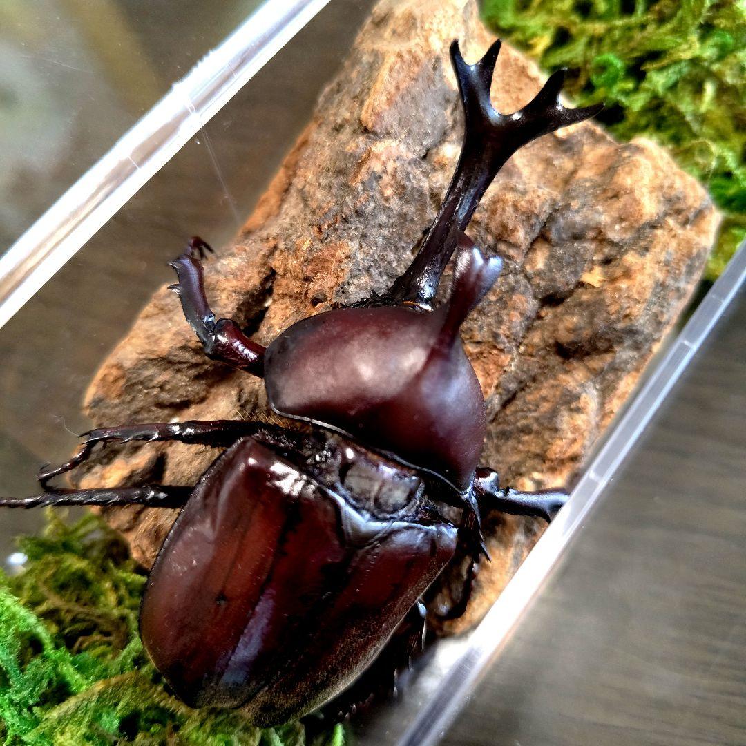 超特大野生宝物カブトムシ標本83mm級頭角幅18.4mm胸角幅5.7mmぐらい