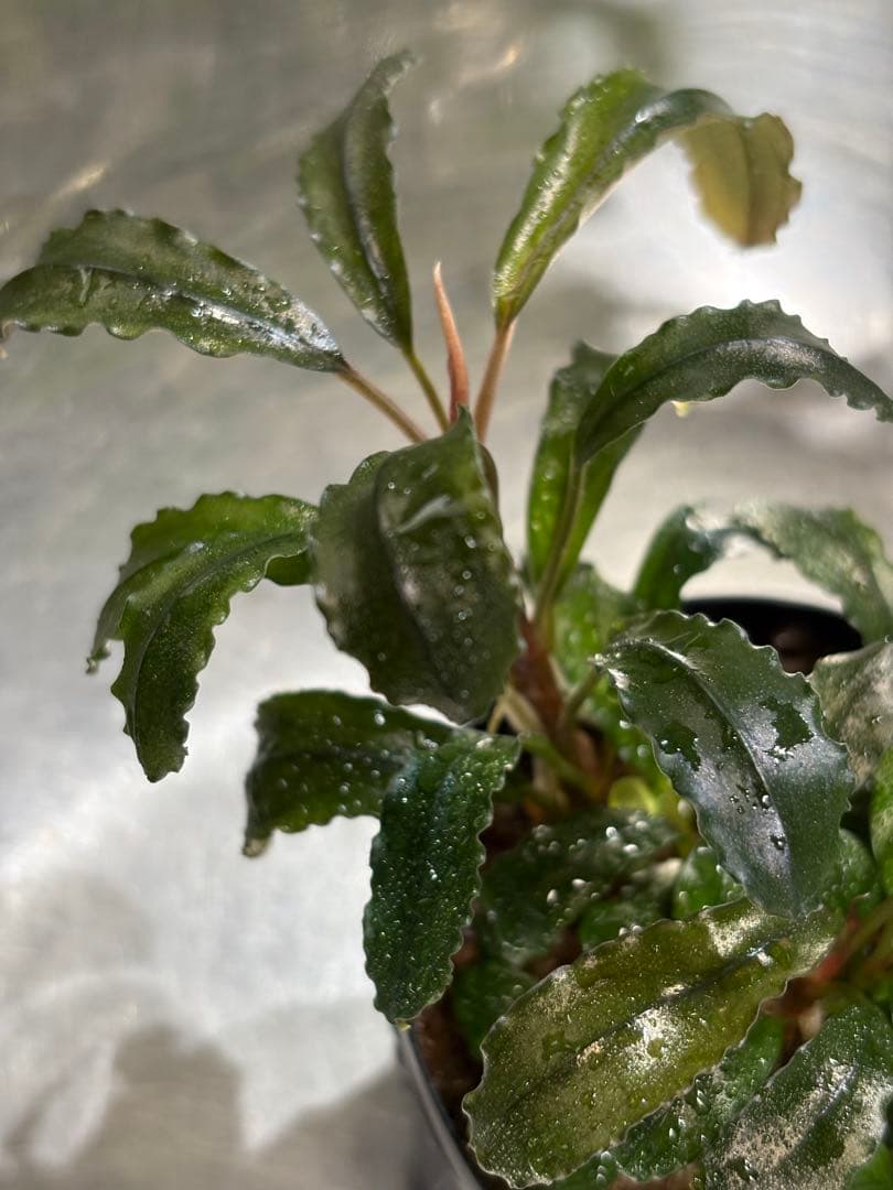 水草 Bucephalandra sp.brownieGhost bukit biru