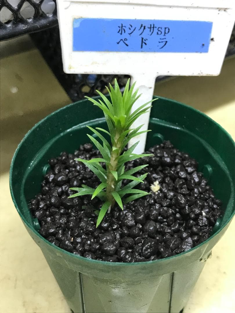 ☆　美種！ 珍種！ ホシクサspペドラ産　水上育成株　☆