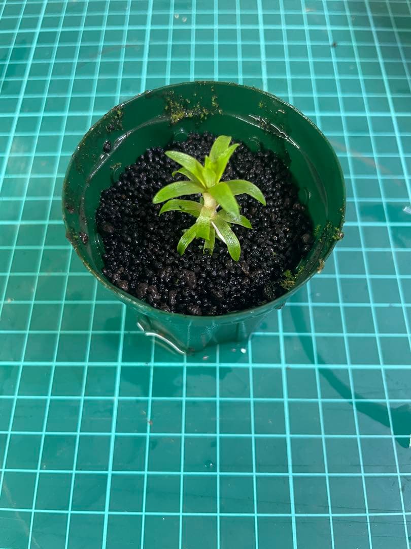 ☆　美種！ 珍種！ ホシクサspペドラ産　水上育成株　☆