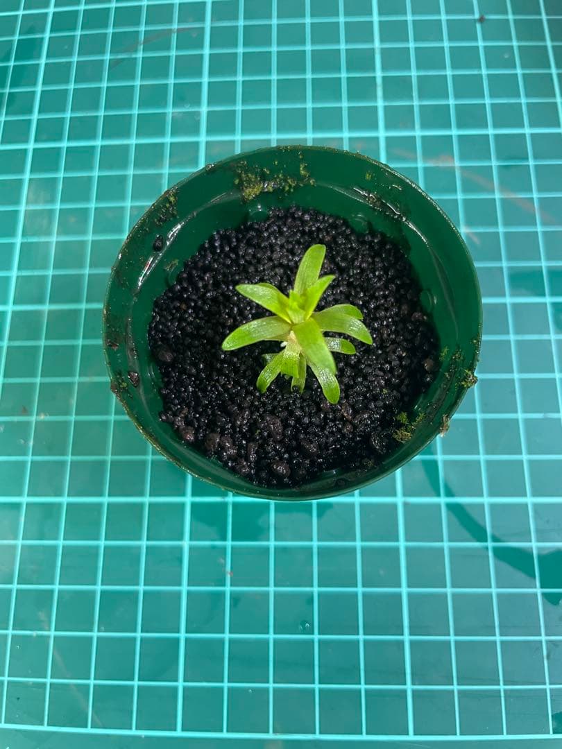 ☆　美種！ 珍種！ ホシクサspペドラ産　水上育成株　☆