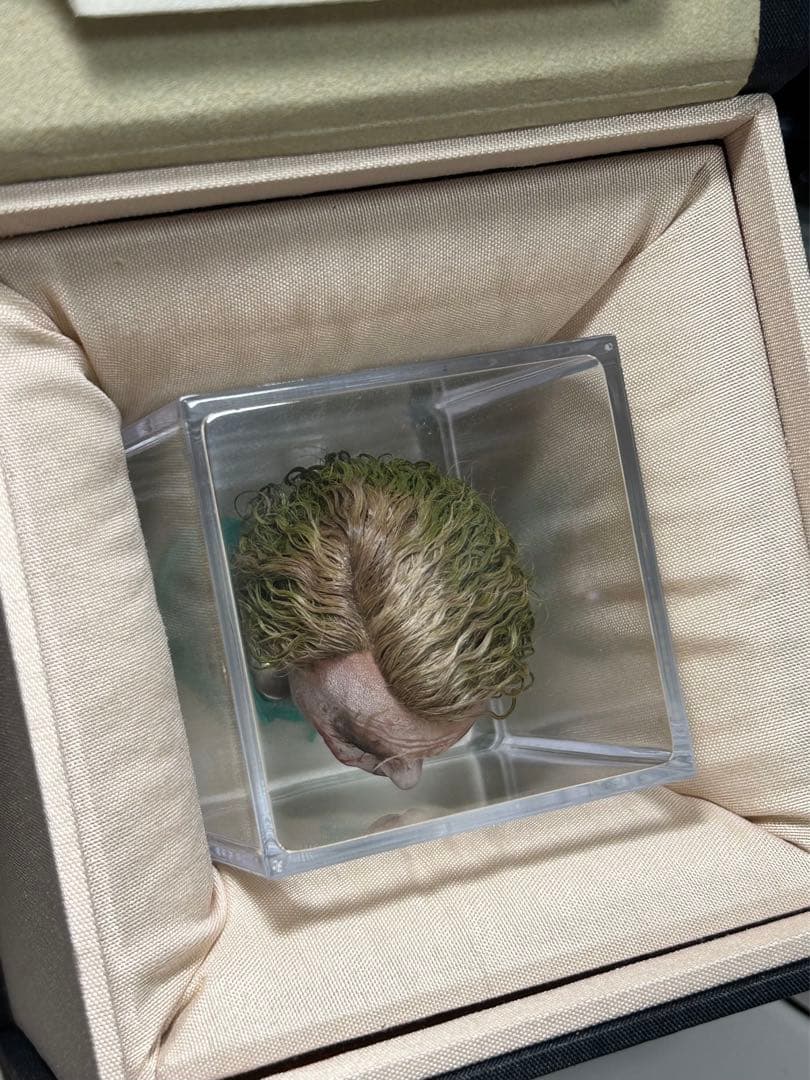 1/6 カスタム植毛ヘッド ダークナイト　ジョーカー 審問2.0Ver.