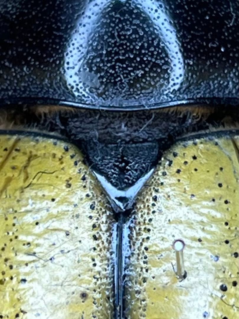 モリシマイ　ヘラクレス　標本　115ミリ