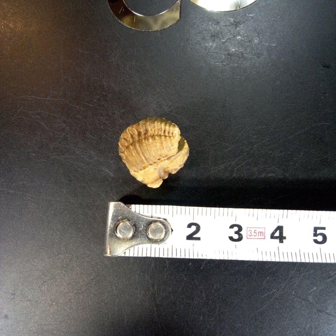 三葉虫　化石　fossil　ボリビア産　trilobite　Bolivia化石⑩