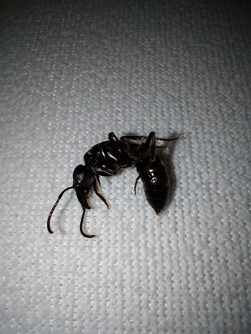 昆虫標本 未展脚標本 アフリカ産 タルサトゥスフトハリアリ 悪臭アリ 女王蟻