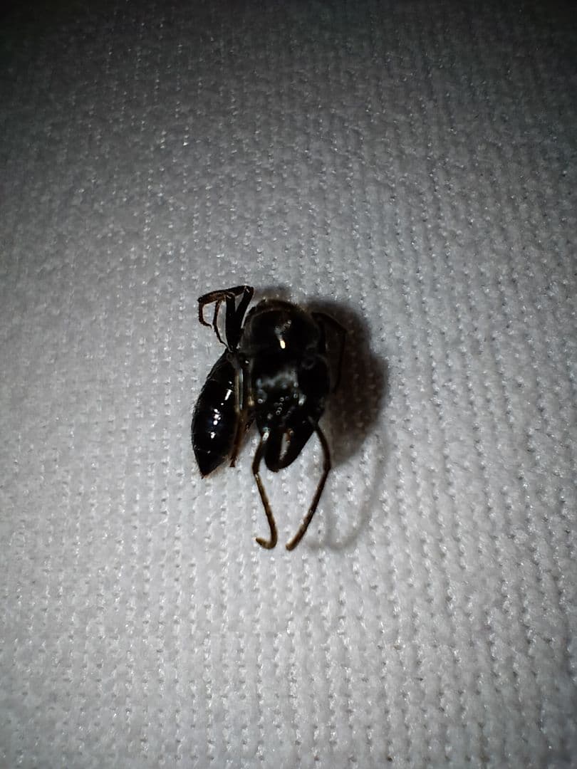 昆虫標本 未展脚標本 アフリカ産 タルサトゥスフトハリアリ 悪臭アリ 女王蟻