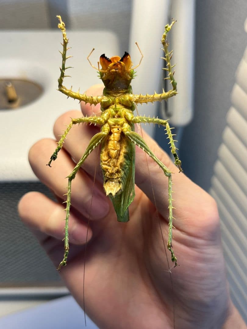 【色残抜群】トゲアクマツユムシ リオック 直翅類 カマキリ マンティス　標本