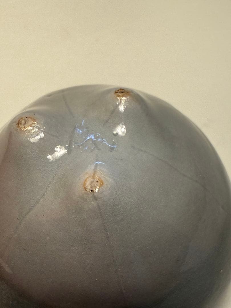 藤平寧　酒杯　共箱、共布、しおり