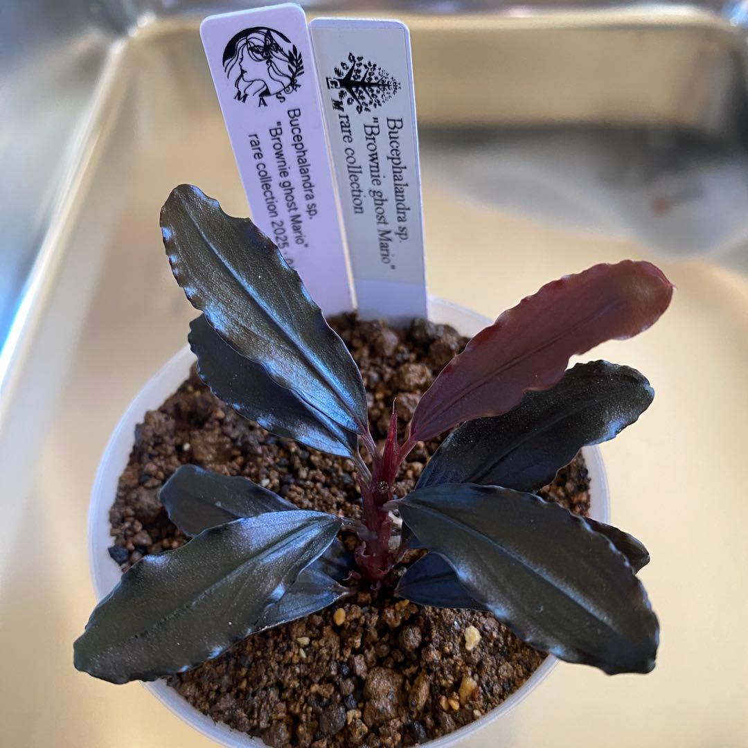 水草 Bucephalandra sp. Brownie ghost Mario