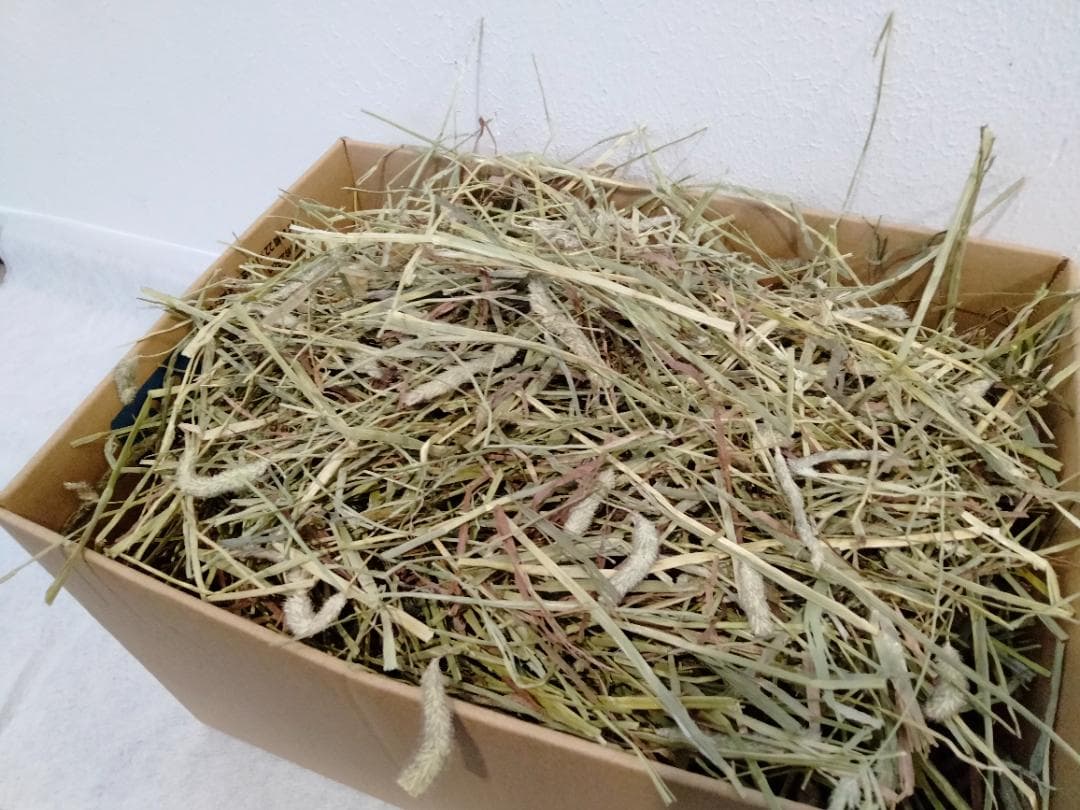 【12/30まで】 カナダ産 チモシー 50kg スーパープレミアム １番刈り