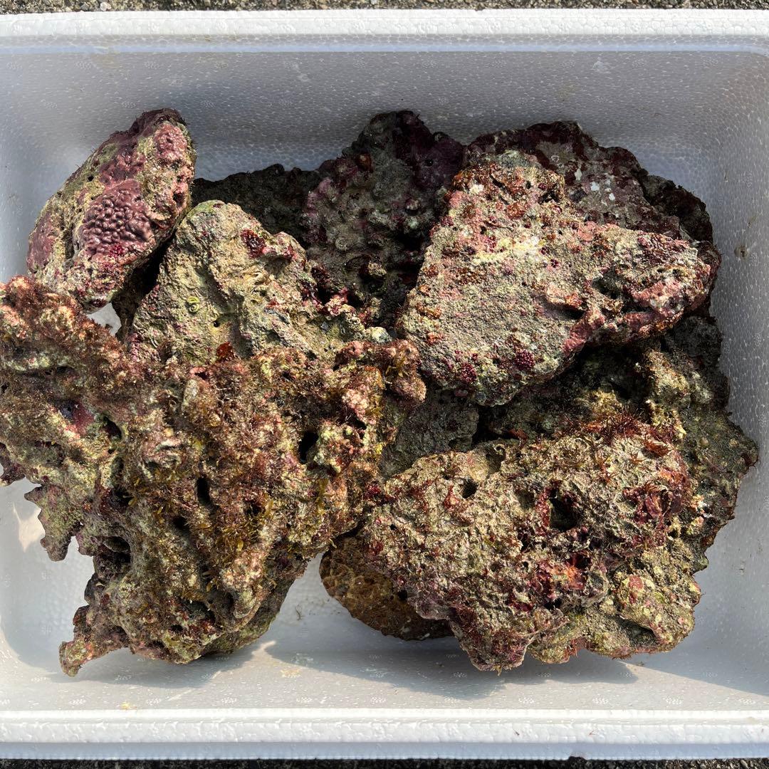 天然ライブロック　チキンカツレツ