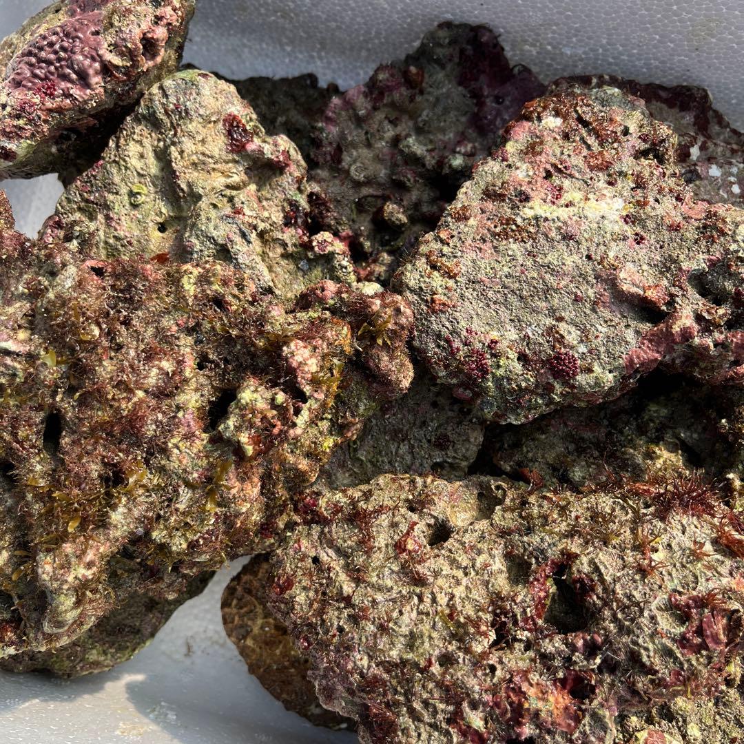 天然ライブロック　チキンカツレツ