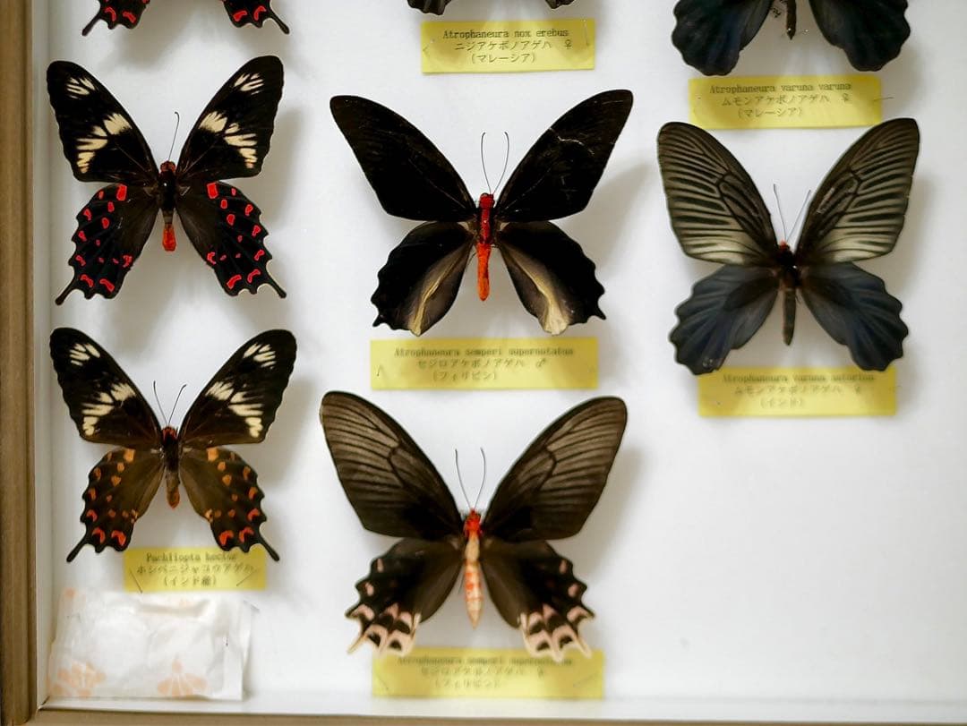 蝶標本 アケボノアゲハ・ジャコウアゲハ各種 産地別コレクション