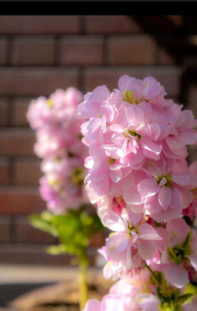 【美品】RF-S 18-45mm F4.5-6.3 IS STM　オマケ付