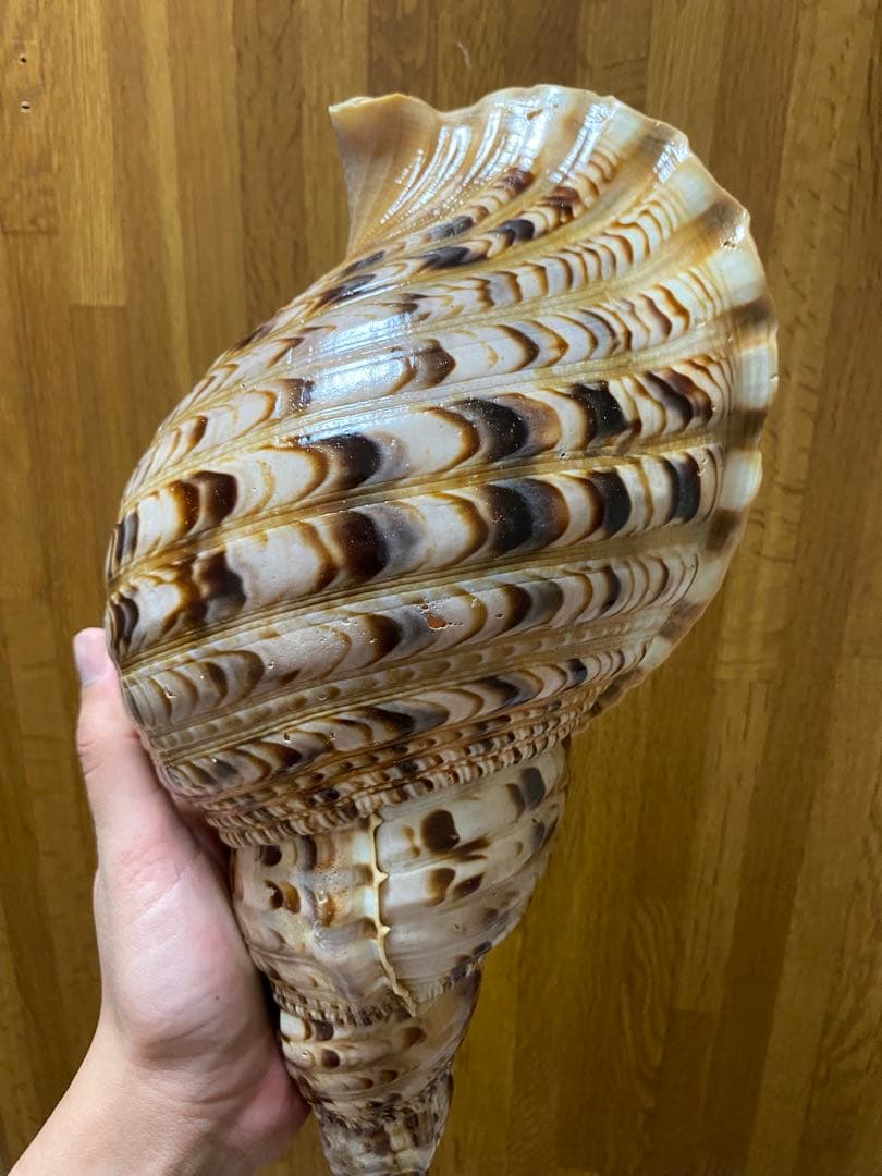 法螺貝　ホラ貝　36cm 650g