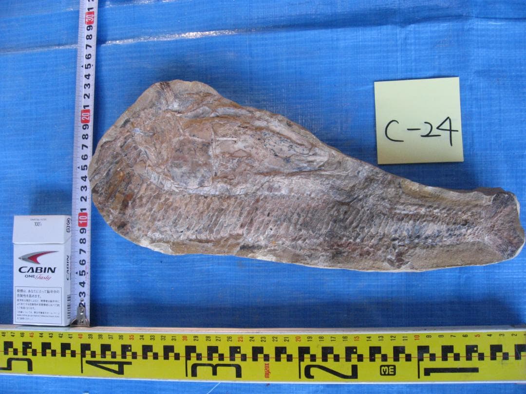化石　C-２４