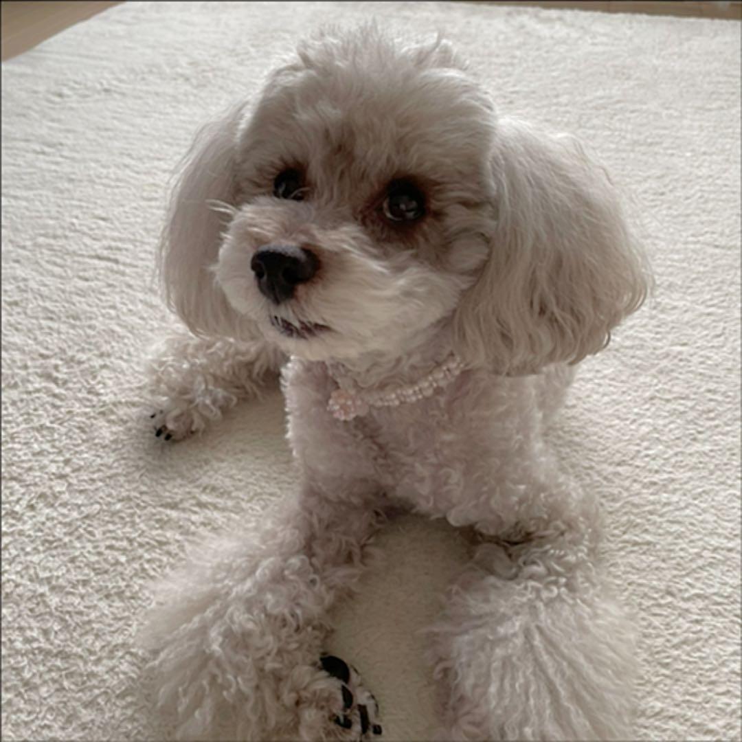 ペット用ビーズネックレス MGH-011