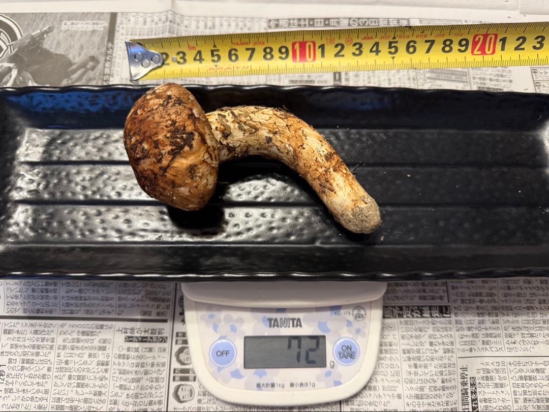 松茸　北海道　700g　訳あり　送料込　①