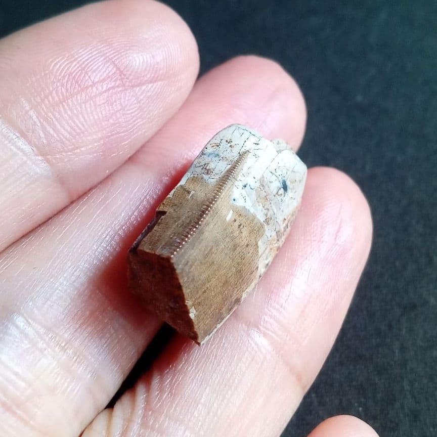 恐竜　化石　骨格　標本　アメリカ獣脚類　ティラノサウルス類　26mm