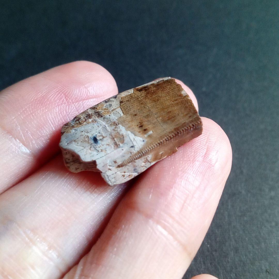 恐竜　化石　骨格　標本　アメリカ獣脚類　ティラノサウルス類　26mm