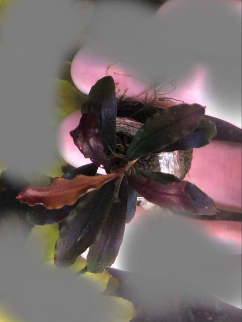 ブセファランドラ ゴーストカリマンタン 3株まとめて