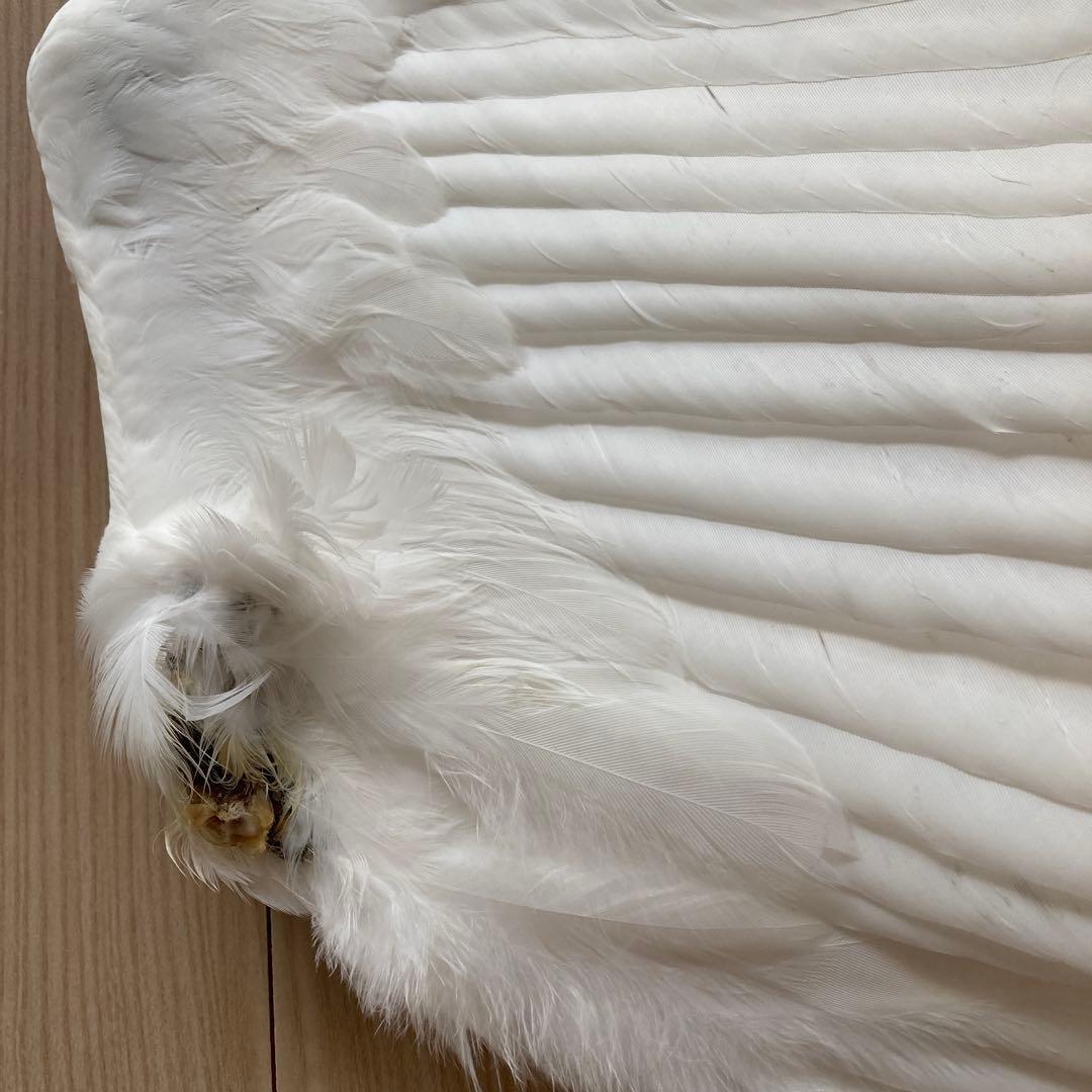 ダイサギの翼標本と尾標本