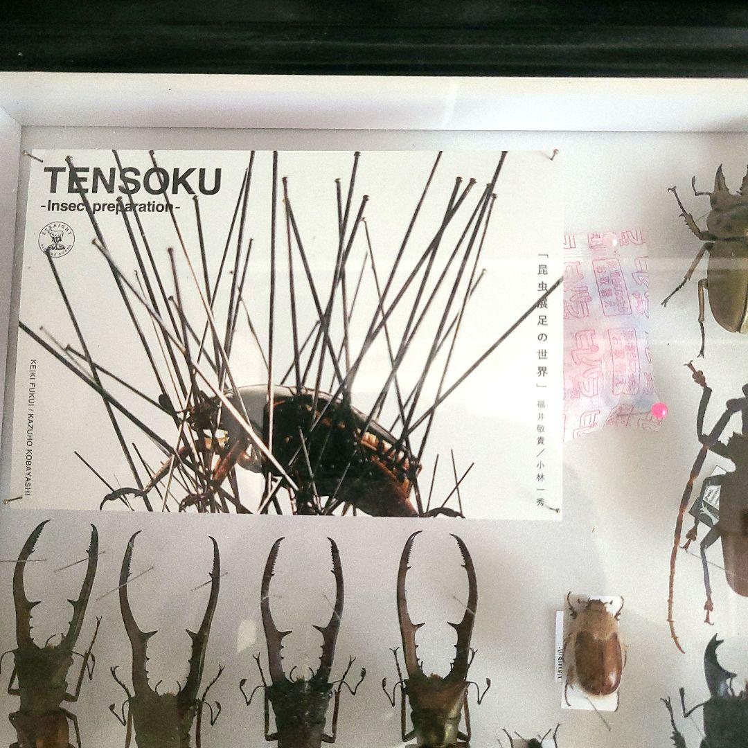 ライオンコガネ　標本