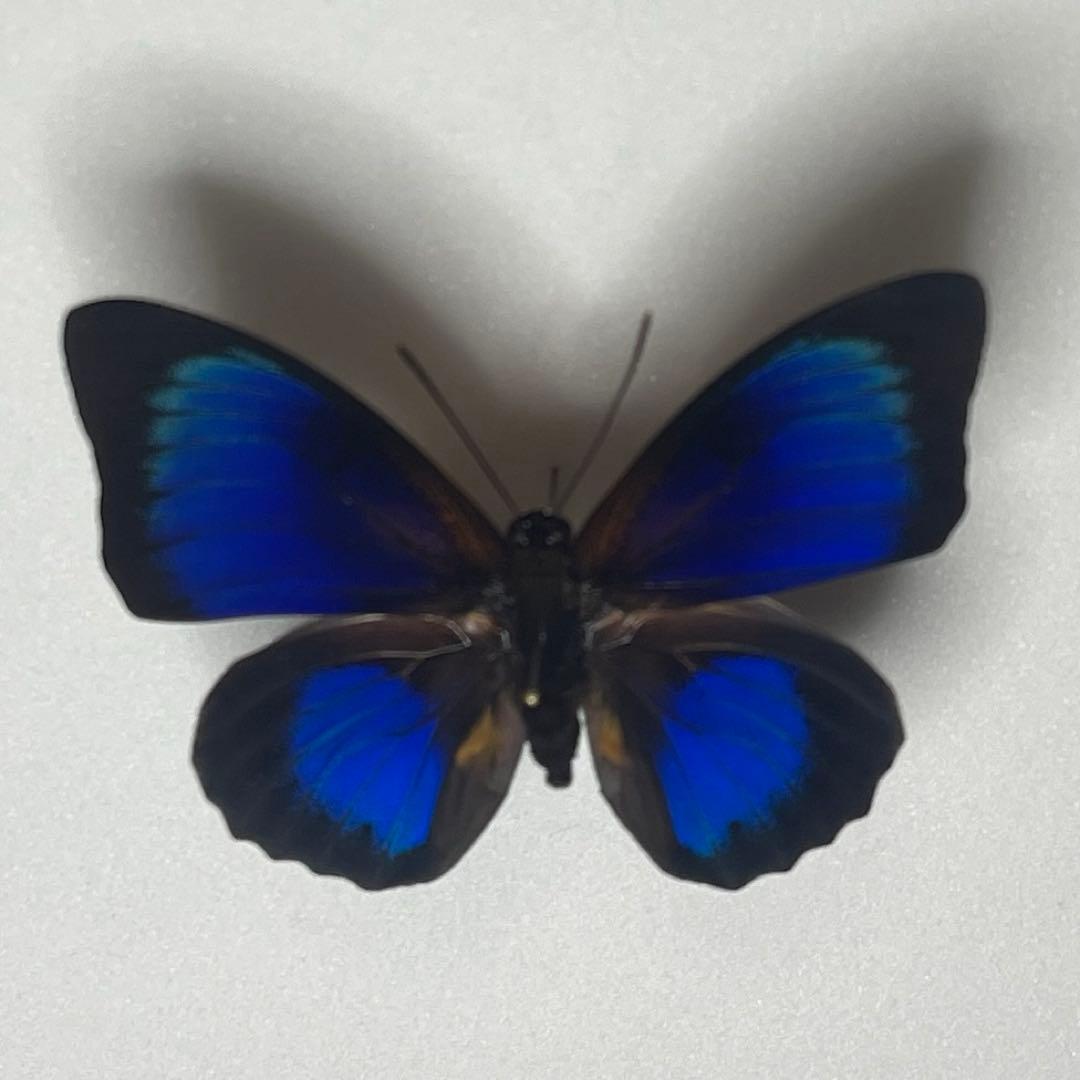 Agrias Prepona Hybridオス