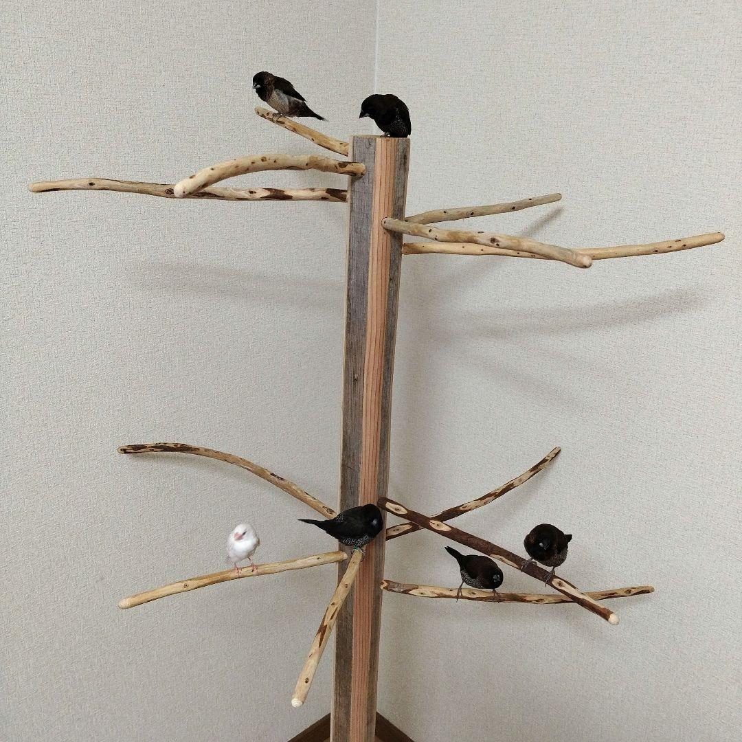 【小鳥〜中型鳥さん用】眺めのいい♬ゆったりバードスタンド