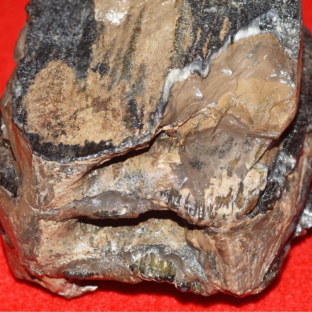 ハンガリー産 メリジオナリスゾウの臼歯化石