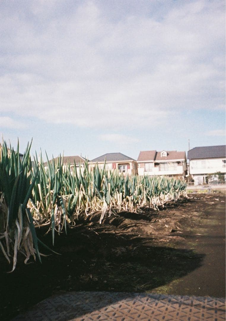 【動作確認・清掃済み＊試写あり】花柄＊リコーオートハーフE