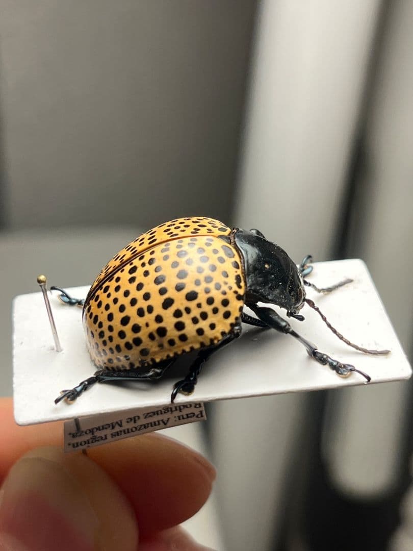 【真作】ミズタマズングリハムシ 草間彌生 作品 昆虫標本 キノコムシ ハムシ