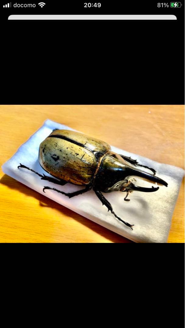 モロンシロカブト♂標本