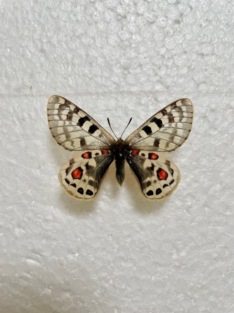 パルナシウス・アッコ・ヴァイロカナ（中国・青海省タングラ山、オス）