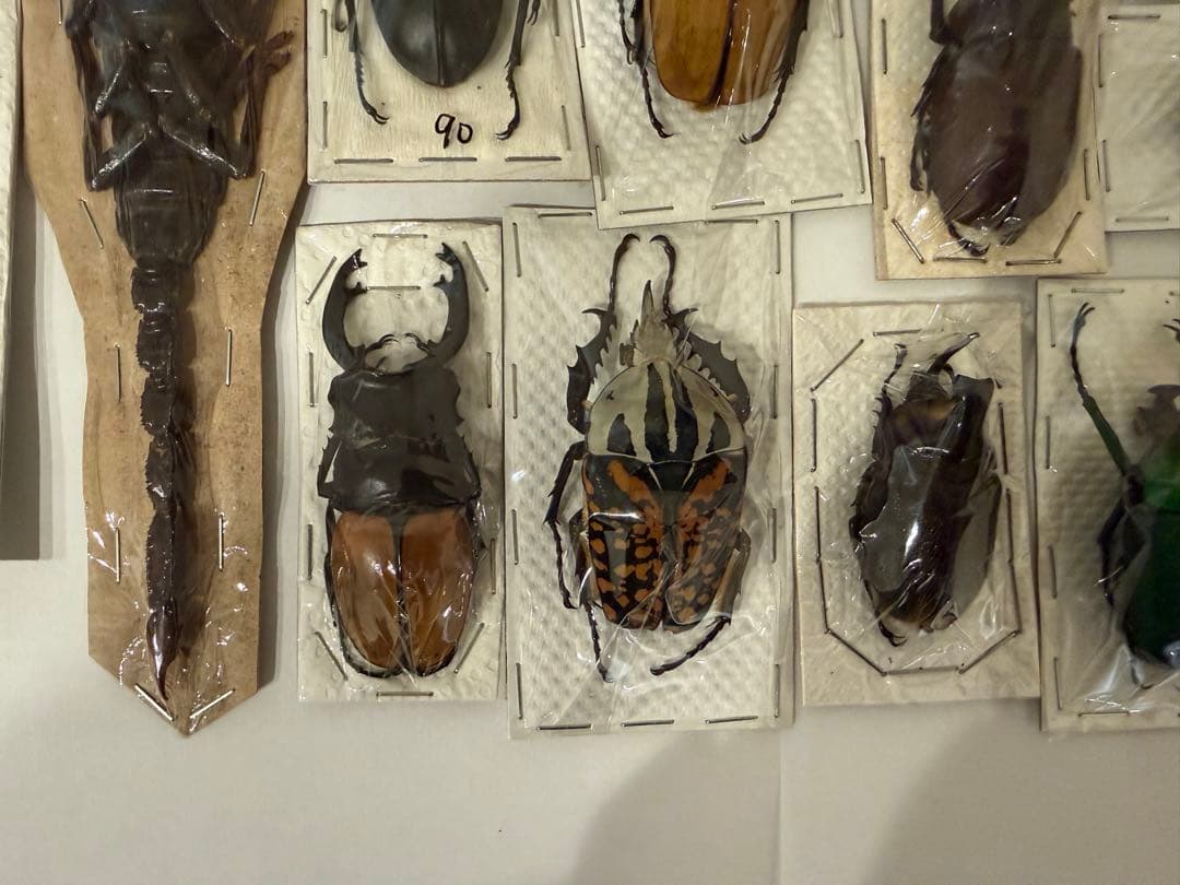 標本　カブトムシ　サソリ　オーべチュール　　糞虫など
