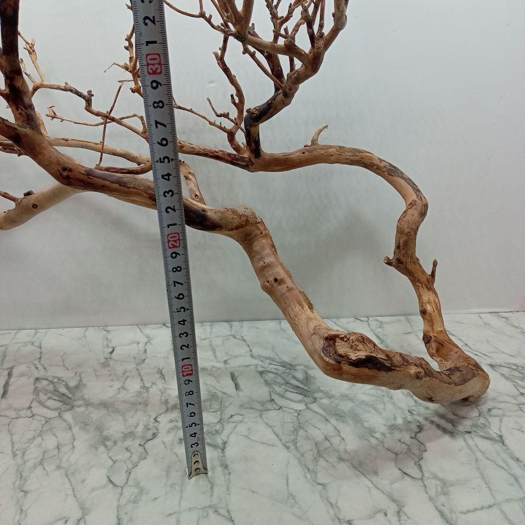 アク抜き済み流木【330】