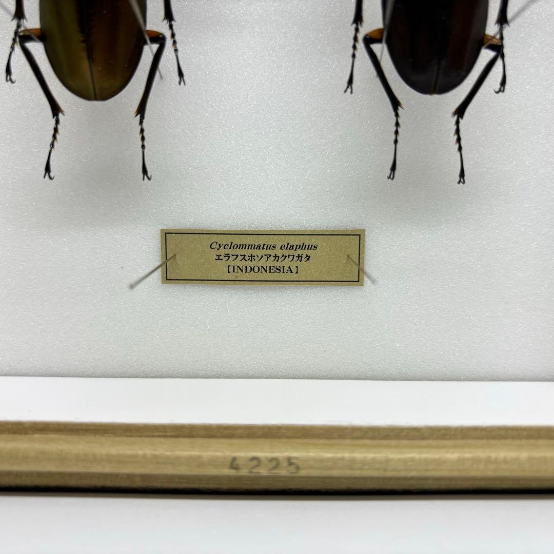 標本 エラフスホソタカクワガタ ドイツ箱