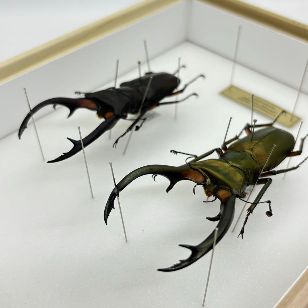標本 エラフスホソタカクワガタ ドイツ箱