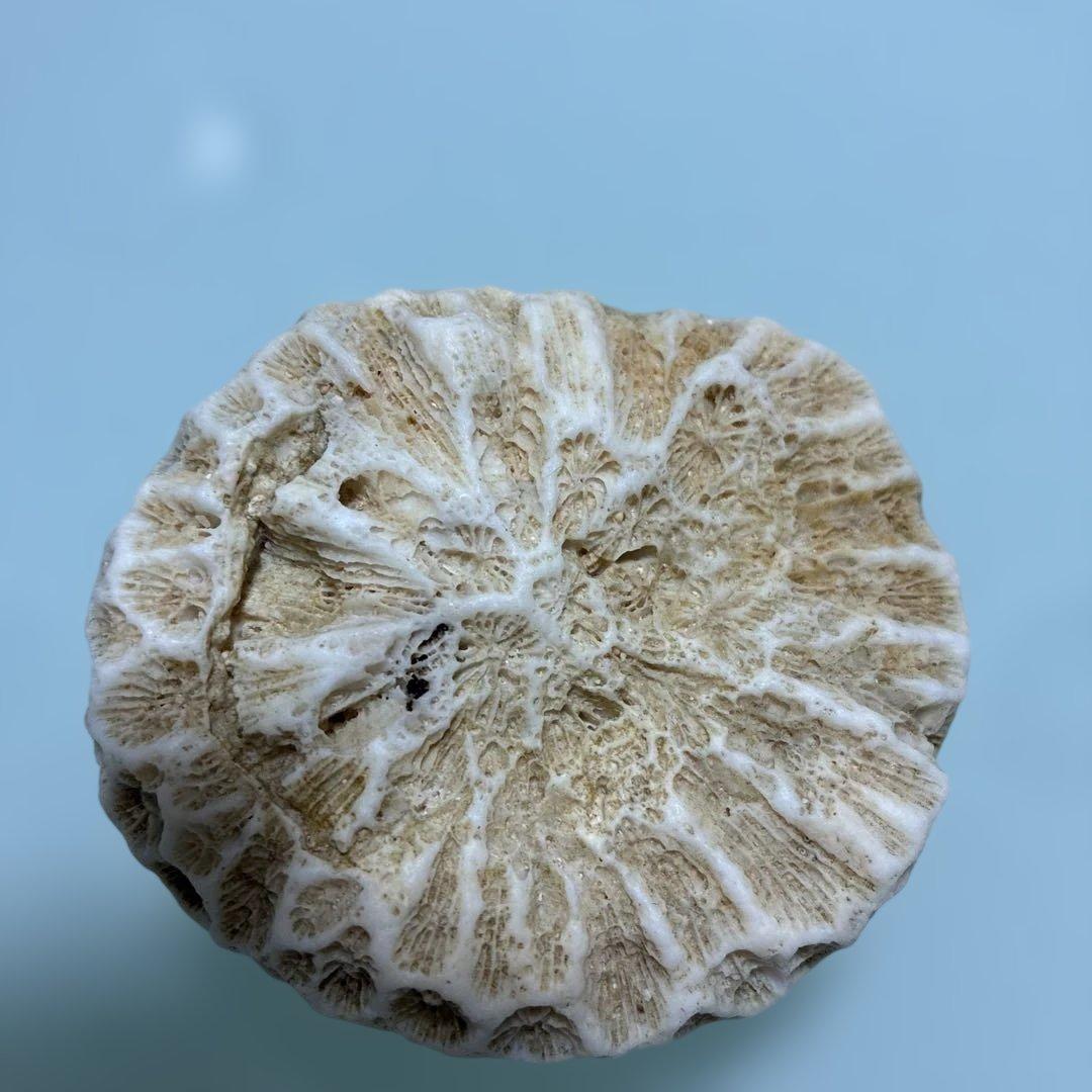 サンゴの化石 手のひらサイズ