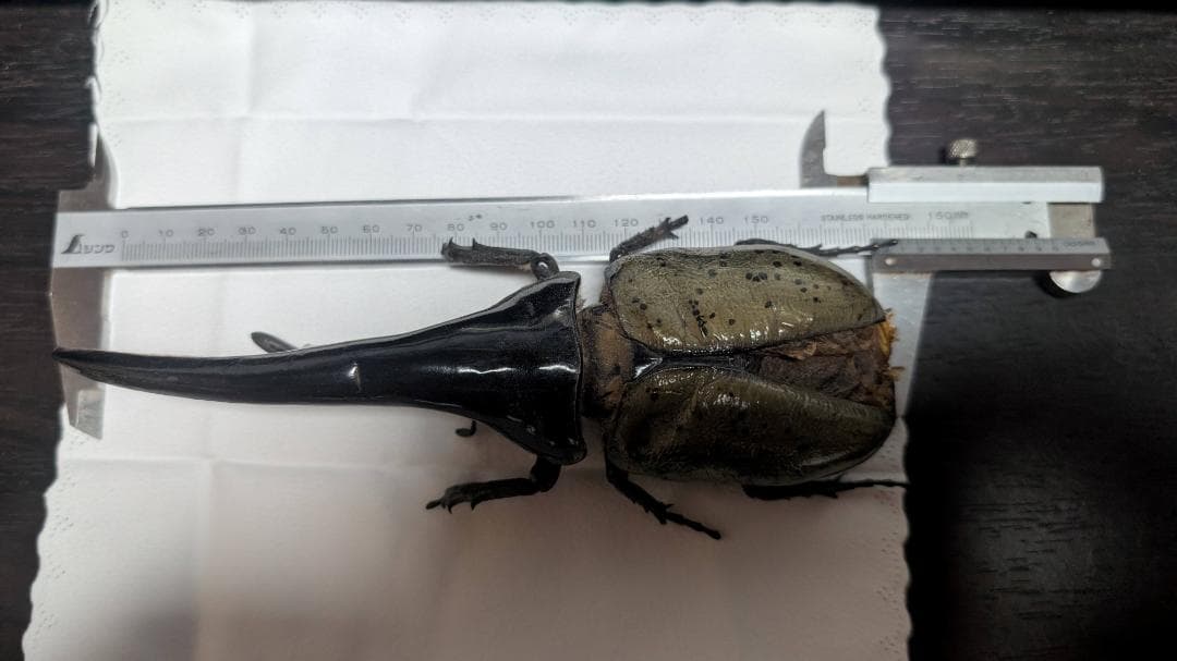 D.h. ヘラクレス　標本 max 180㎜