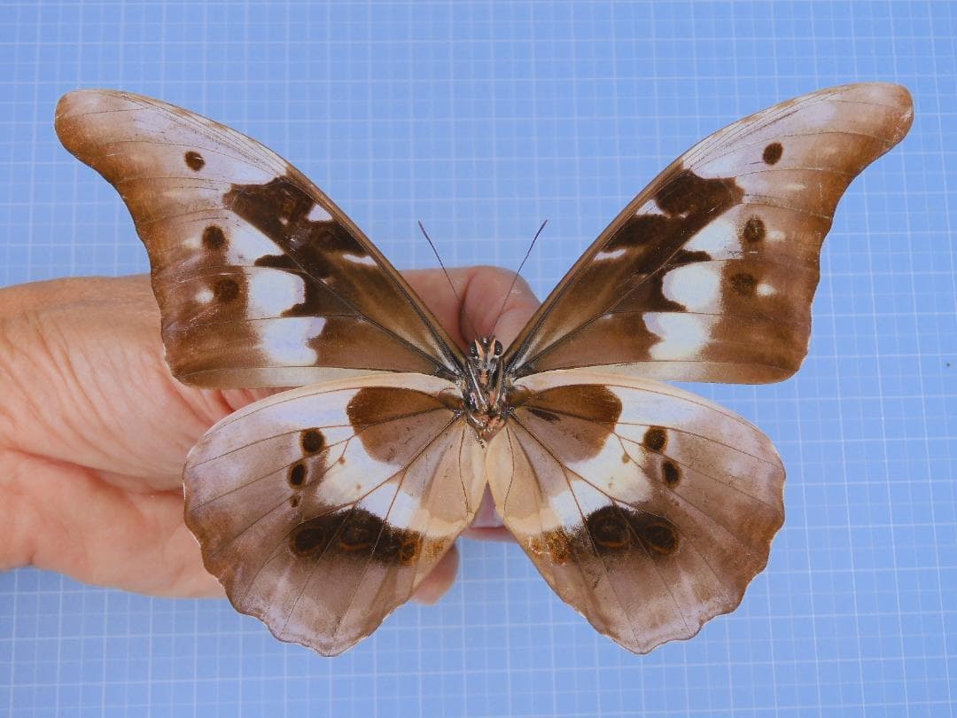 ヘレナモルフォ　139mm