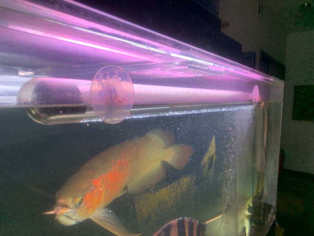 アロワナ　テンニング　水中蛍光灯