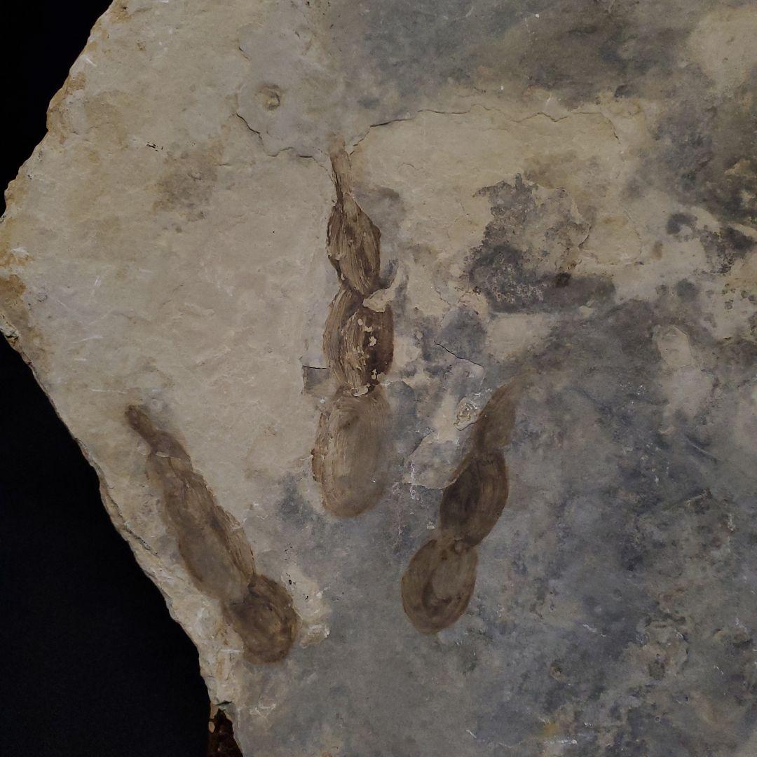 希少 グラレーター 恐竜 足跡 化石 本物 フランス産 230mm fr59