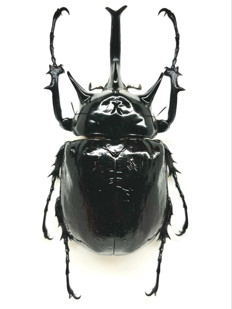 マルスゾウカブト　111mm 標本