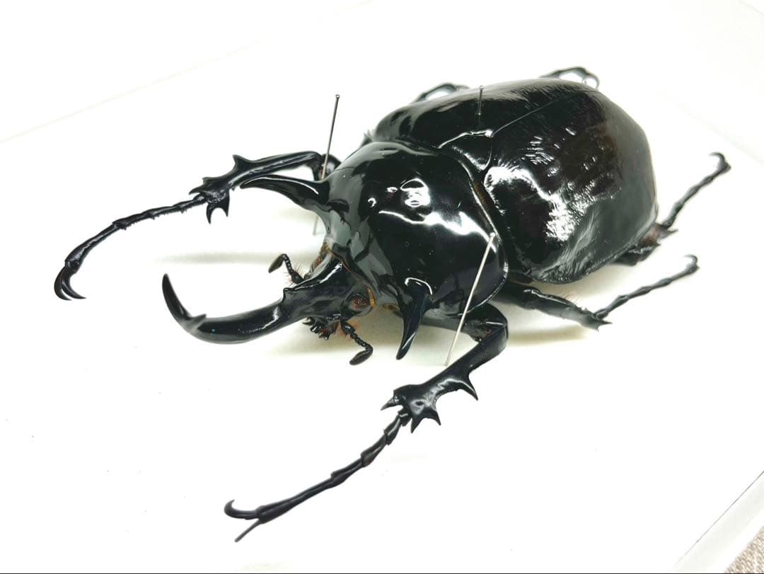 マルスゾウカブト　111mm 標本