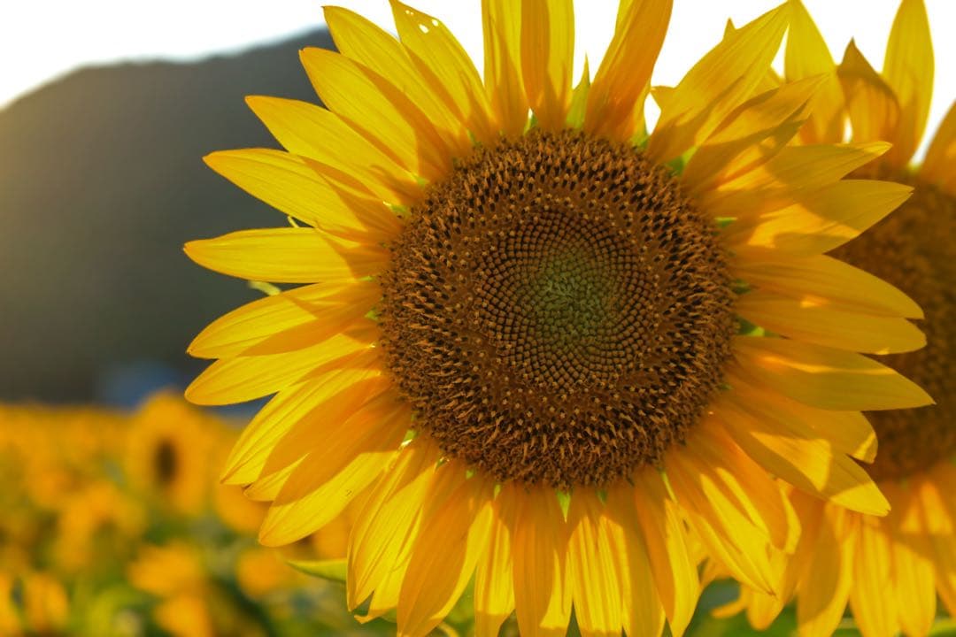 Canon レンズ RF24-105mm F4-7.1 保護フィルター 作例あり