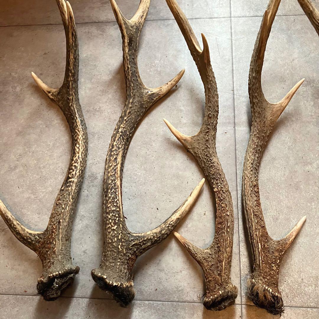特価 鹿の角 5対 (10本）鹿角